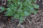 Butler's sandparsley